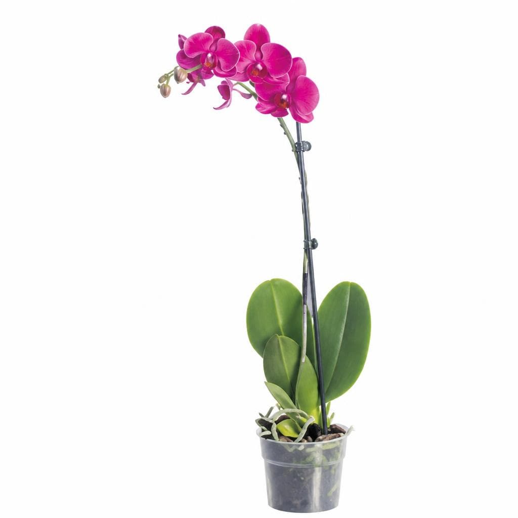 Cvijet orhideja 1 grana promjera 12 cm Akcija u trgovini KTC