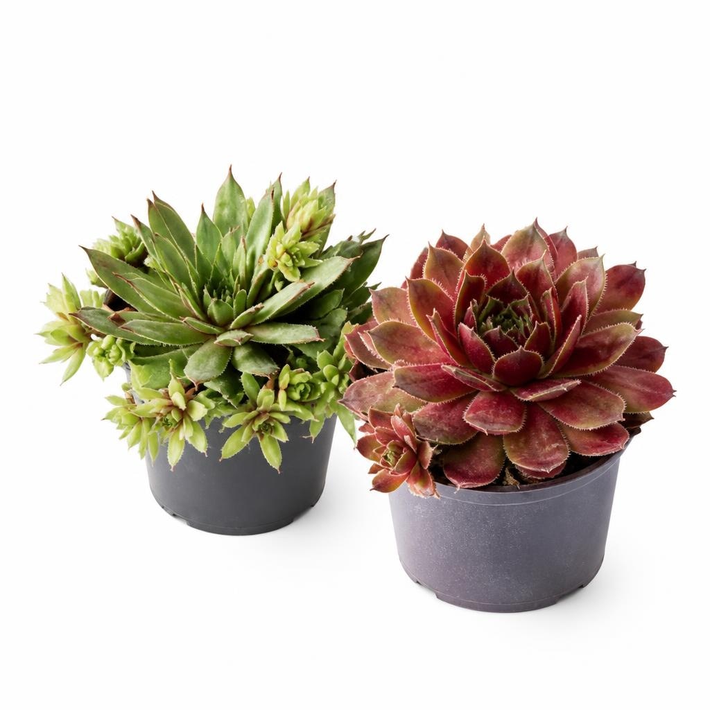 Sempervivum - Akcija u trgovini Lidl