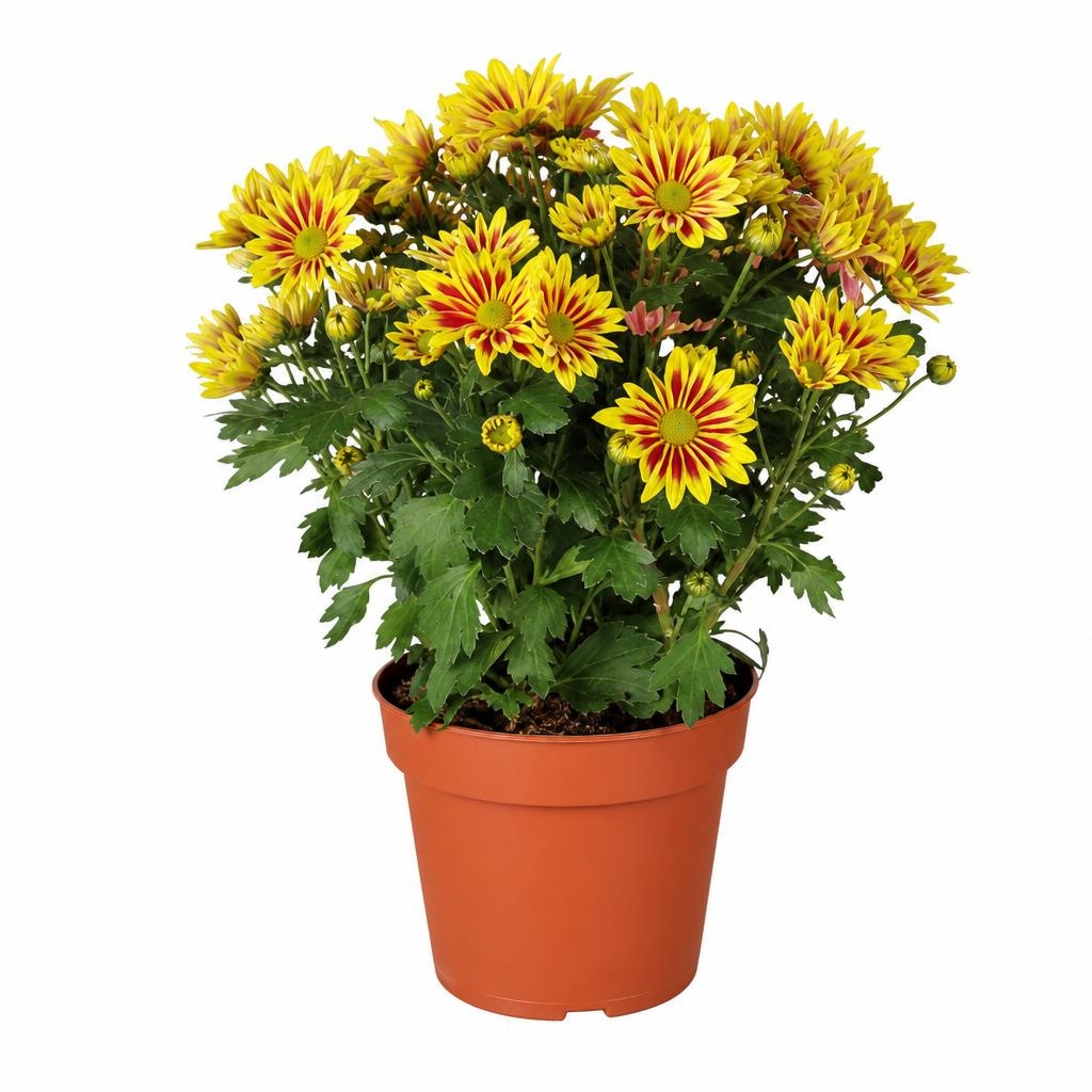 Krizanteme Elle Fleure Komad - Akcija u trgovini Lidl