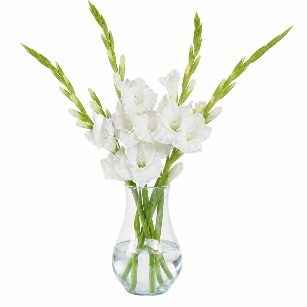 Gladiole pakiranje od 5 komada Akcija u trgovini Kaufland