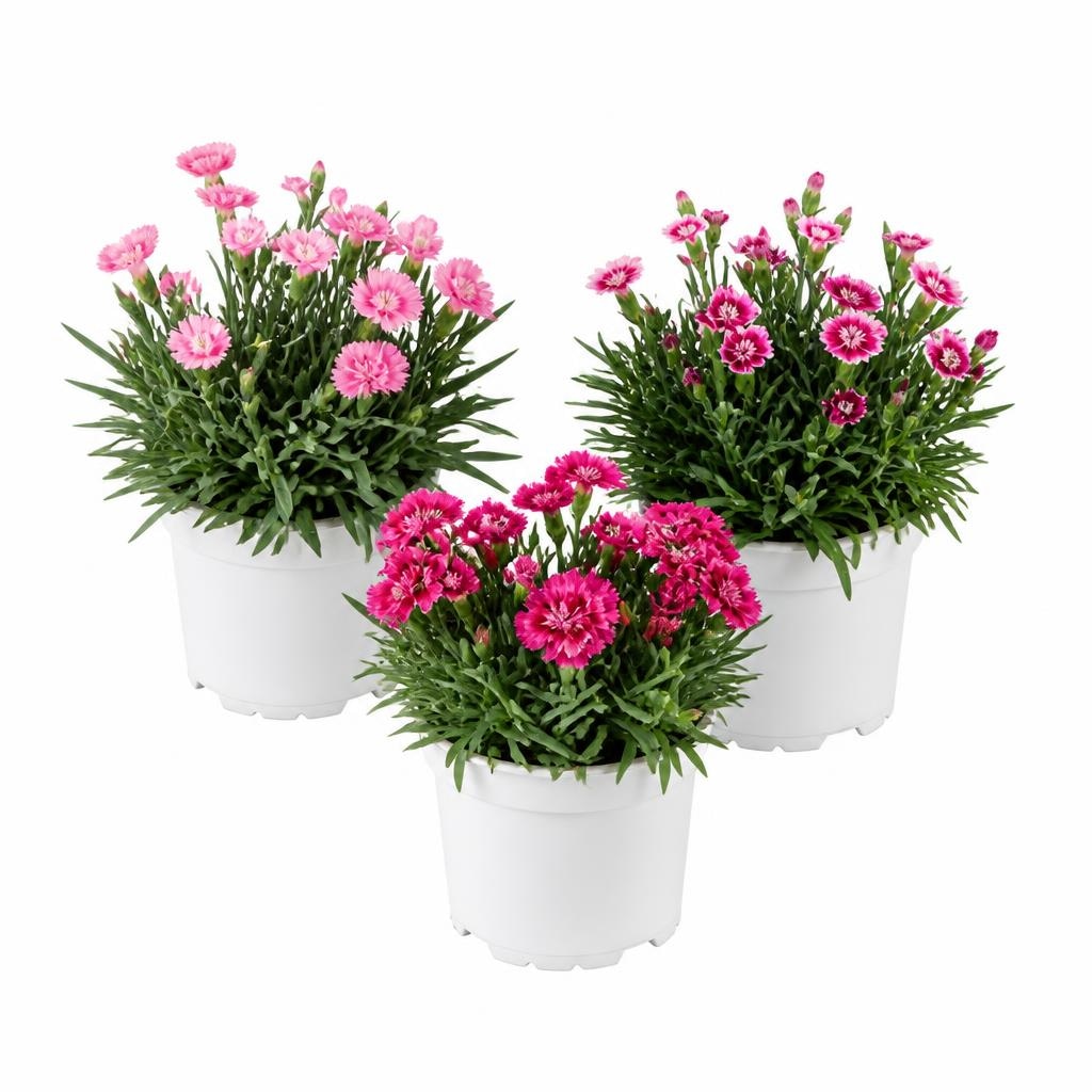 Karanfil dianthus mix Komad - Akcija u trgovini Lidl