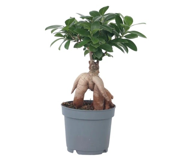 Ficus ili Pahira - Lidl katalog