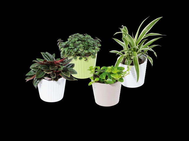 Mini sukulenti - Lidl katalog