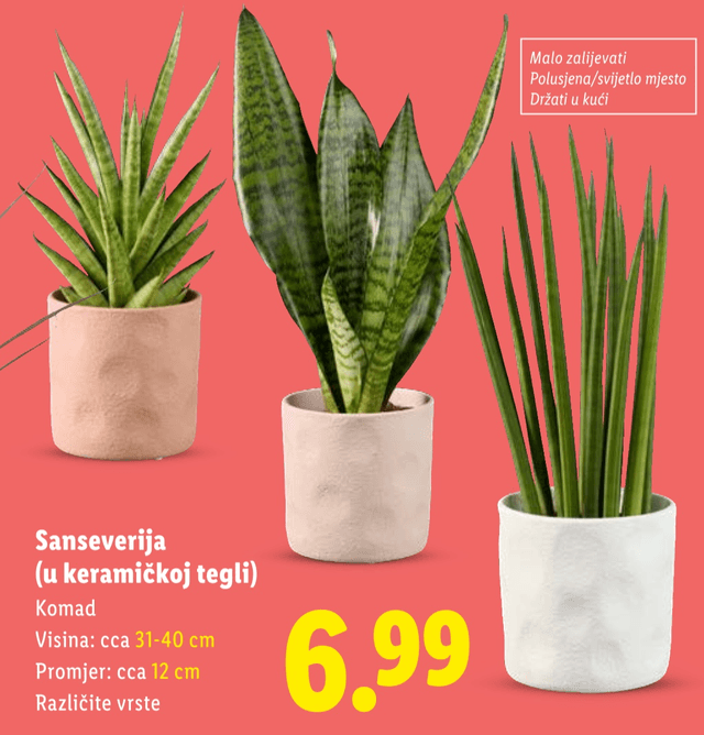 Sanseverija - Lidl katalog